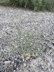 Eriogonum baileyi