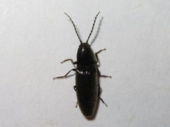 Hemicrepidius niger