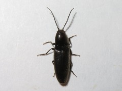 Hemicrepidius niger