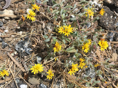 Lessingia tenuis