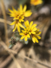 Lessingia tenuis
