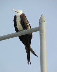 Magnificent Frigatebird photo 6