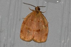 Archips rileyana