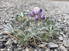 Lupinus duranii