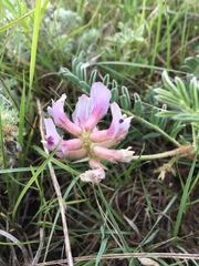 Astragalus plattensis