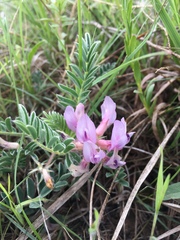 Astragalus plattensis