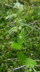 Neottia borealis