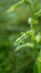 Neottia borealis