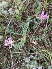 Astragalus plattensis