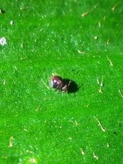 Allacma fusca