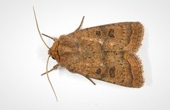 Hoplodrina octogenaria