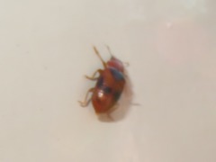 Coccidula scutellata