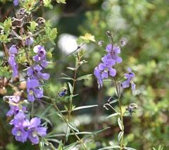 Angelonia