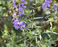 Angelonia