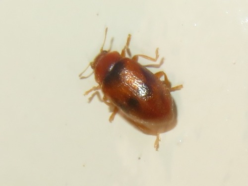 Spotted Marsh Ladybird, Voorburg, Nederland, photo 7 of 10