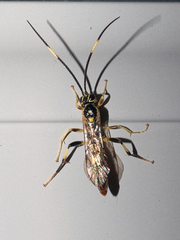 Cratichneumon paratus