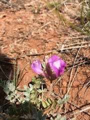 Astragalus missouriensis