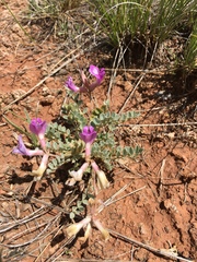 Astragalus missouriensis