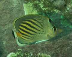 Chaetodon pelewensis