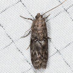 Sciota subcaesiella