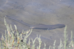 Mustelus californicus