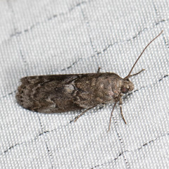 Sciota subcaesiella