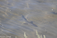 Mustelus californicus