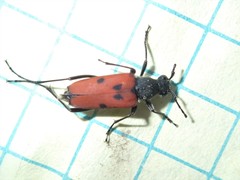 Anastrangalia laetifica