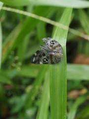 Ricania quadrimaculata