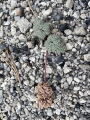 Cymopterus cinerarius