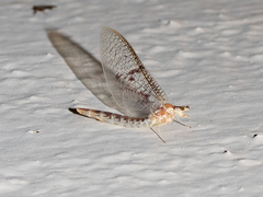 Ephemera varia