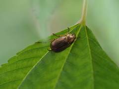 Anomala inconcinna