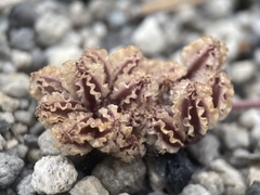Cymopterus cinerarius