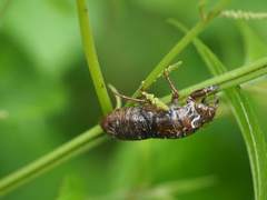 Vagitanus terminalis