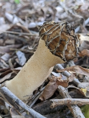 Morchella populiphila
