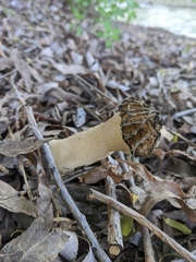 Morchella populiphila