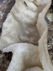 Morchella populiphila