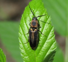 Megapenthes limbalis