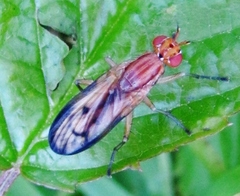 Tetanocera plebeja