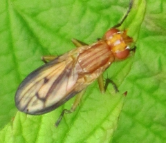 Tetanocera plebeja