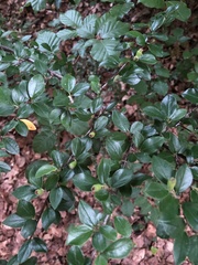 Cotoneaster divaricatus