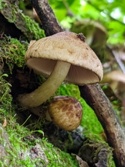 Cystoagaricus