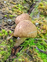 Cystoagaricus
