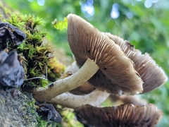 Cystoagaricus