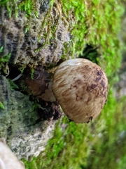 Cystoagaricus