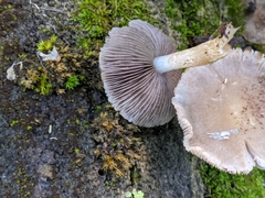 Cystoagaricus