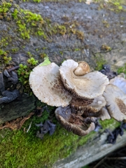 Cystoagaricus