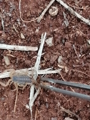 Centruroides ornatus