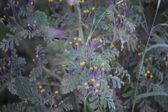 Tagetes foetidissima