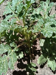 Solanum rostratum